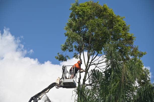 How Our Tree Care Process Works  in  Forest Hills, PA