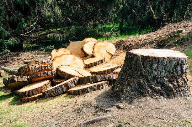 Reliable Forest Hills, PA Tree Care Solutions